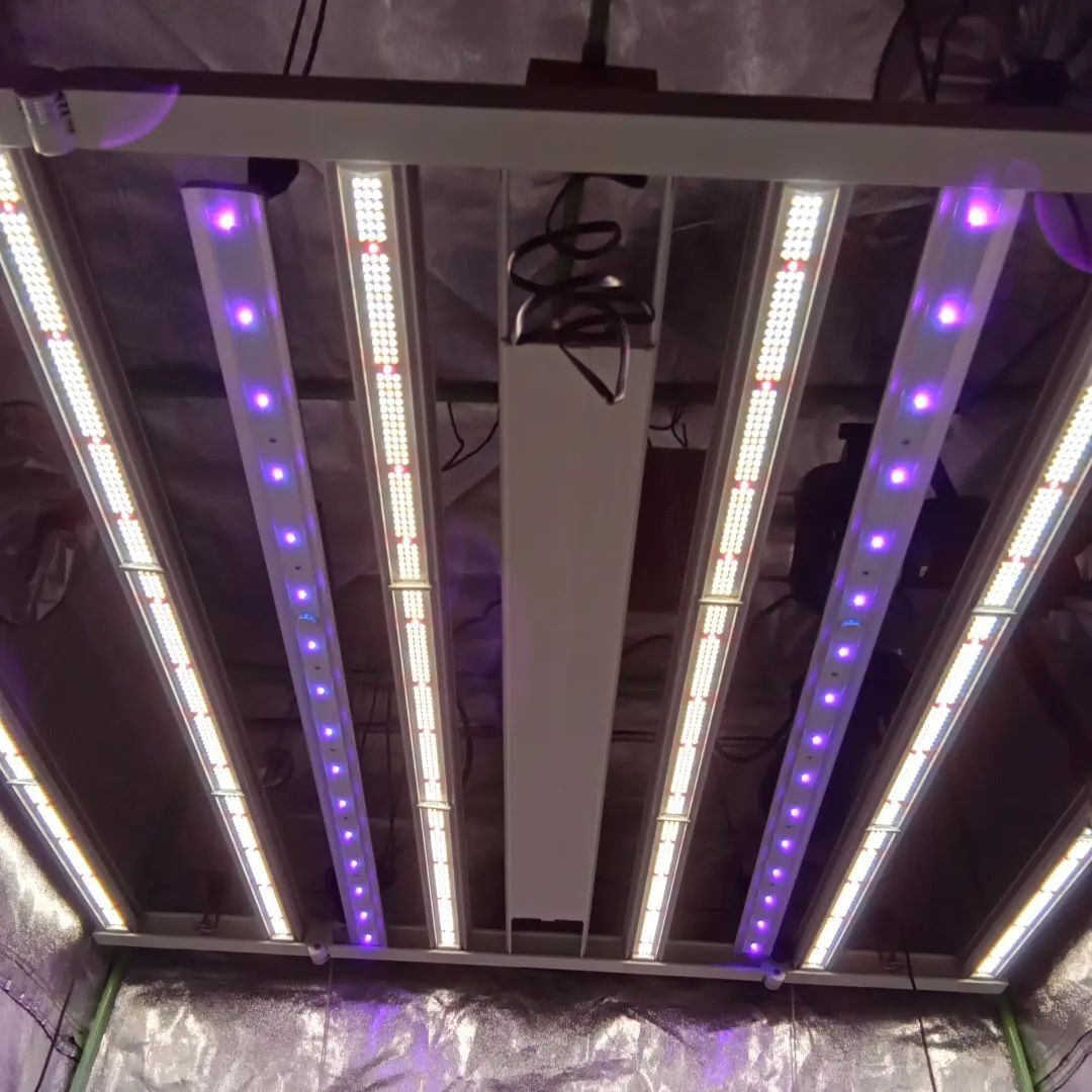 Is the UV-bar Really Useful for Cannabis?