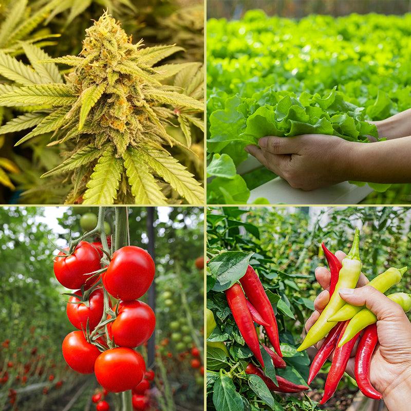 Can your lights be used to grow other plants besides cannabis?