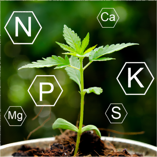 How cannabis nutrients can be paired with LED plant lights to promote healthy growth