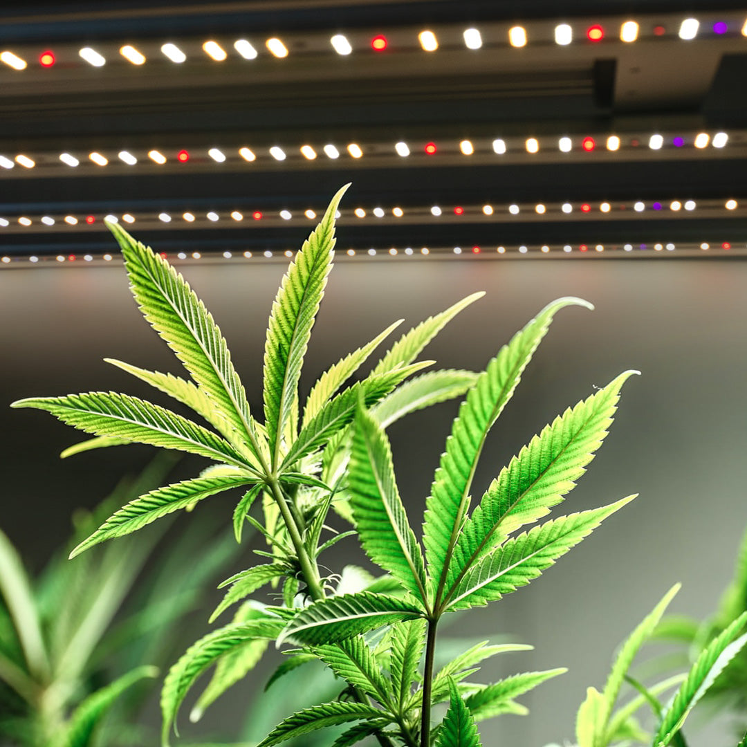 2022 HYPHOTONFLUX NEW PRO-480 LED grow light with UV and IR